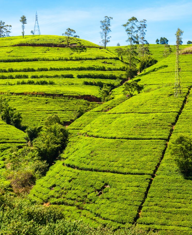 Nuwaraeliya