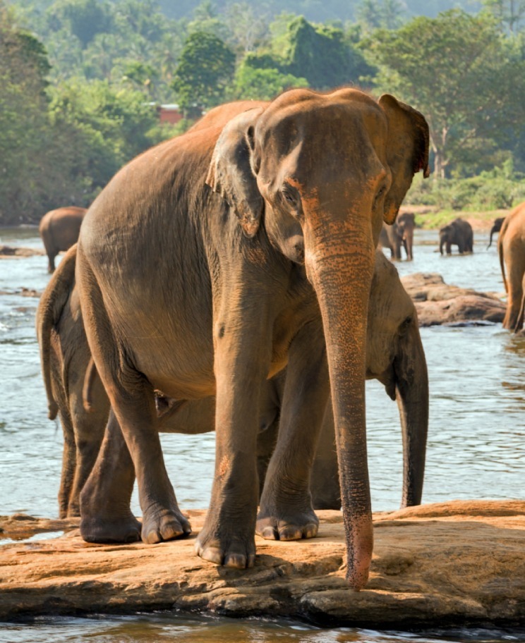 pinnawala