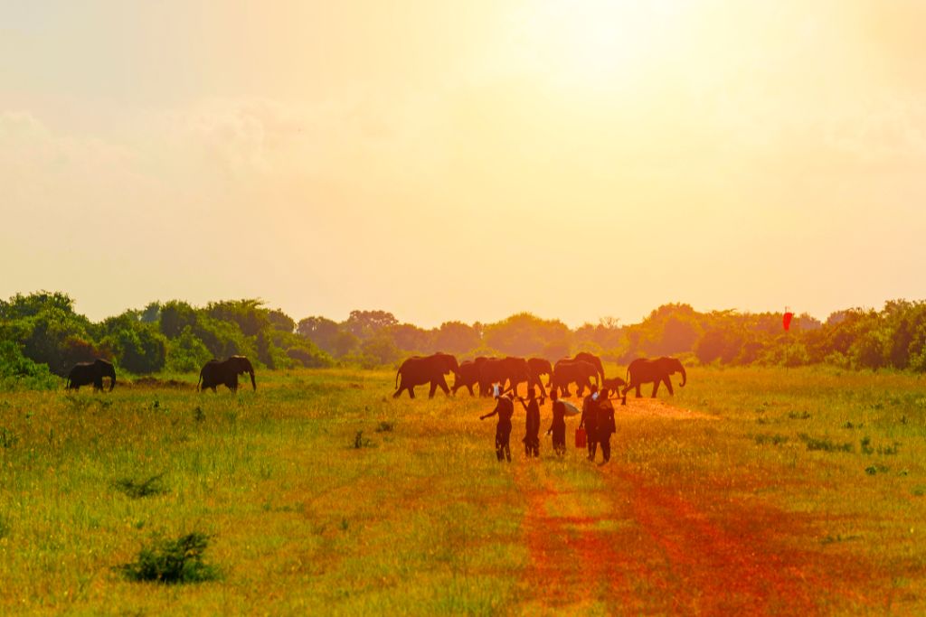 Udawalawe National Park