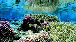 Hikkaduwa Coral Sanctuary